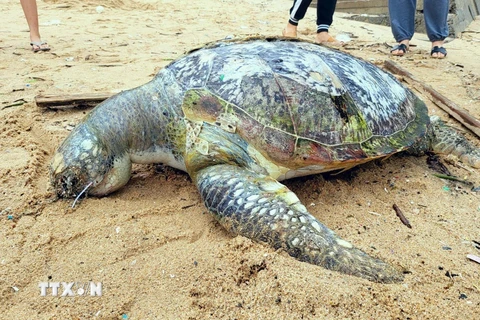 Xác rùa biển tại bãi Trước, thành phố Vũng Tàu. (Ảnh: Đoàn Mạnh Dương/TTXVN)