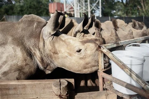 Nhân viên cho tê giác trắng con 3 tháng tuổi uống sữa tại tỉnh Tây Bắc Nam Phi. (Ảnh: AFP/TTXVN) 