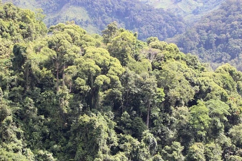 Cả nước thu gần 2.000 tỷ đồng phí dịch vụ môi trường rừng trong 8 tháng năm 2023.(Ảnh: Hùng Võ/Vietnam+) 