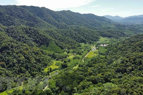 Khu vực rừng tái sinh ở xã Sơn Kim 2, huyện Hương Sơn đã được giao cho doanh nghiệp và hộ dân quản lý, bảo vệ. (Ảnh: Vũ Sinh/TTXVN) 