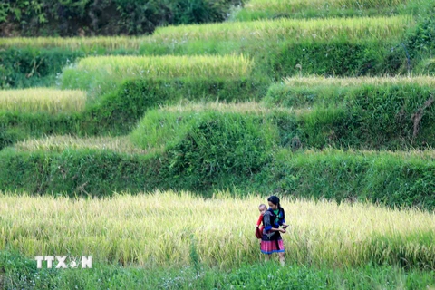 Ruộng bậc thang Mù Cang Chải gắn liền với đời sống, tập tục của người Mông. (Ảnh: Nhật Anh/TTXVN)