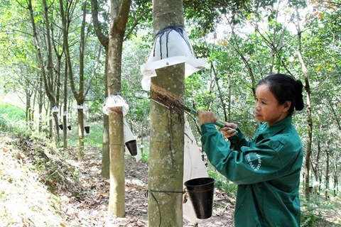 Công nhân cạo mủ cao su. (Ảnh: Đức Tưởng/TTXVN) 