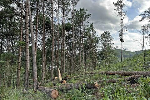 Rừng thông bị cưa hạ trên diện tích gần 1.400m2 ở Lâm Đồng, đây là rừng thông trồng từ năm 1997 và hiện đang giao khoán cho người dân quản lý, bảo vệ. (Ảnh: Nguyễn Dũng/TTXVN)