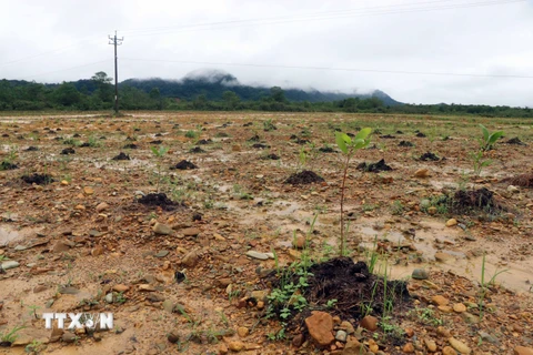 Thừa Thiên-Huế: Hoàn thành xử lý đất nhiễm dioxin tại sân bay A So
