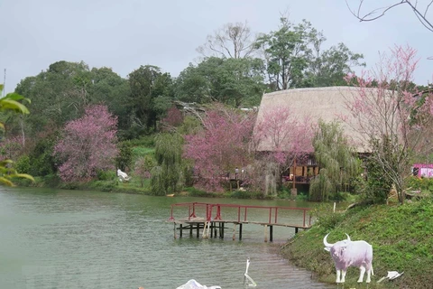 Hồ Đăk Ke - một địa điểm du lịch nổi tiếng tại thị trấn Măng Đen được phủ đầy hoa Mai Anh đào dịp đầu Xuân. (Ảnh: Dư Toán/TTXVN) 