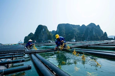 Mô hình nuôi biển của Công ty cổ phần Tập đoàn STP Group tại ở trại đảo Phất Cờ (Quảng Ninh). (Ảnh: PV/Vietnam+) 