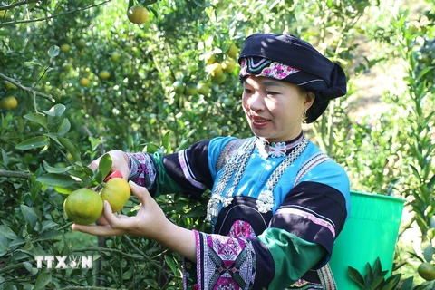 Một phụ nữ dân tộc Bố Y trong trang phục truyền thống. (Ảnh: Quốc Khánh/TTXVN) 