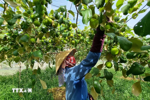 Mô hình trồng giống táo bom TN05 chất lượng cao của Viện Nghiên cứu Bông và Phát triển Nông nghiệp Nha Hố tại xã Nhơn Sơn (huyện Ninh Sơn, Ninh Thuận). (Ảnh: Nguyễn Thành/TTXVN)