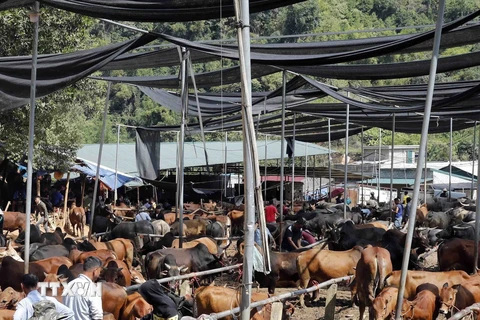 Ghé thăm chợ trâu, bò lớn nhất khu vực miền núi phía Bắc