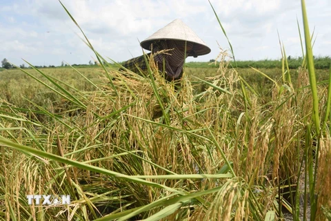 Bình Thuận đặt mục tiêu diện tích sản xuất lúa chất lượng cao đạt 17.700ha vào năm 2025. (Nguồn: TTXVN)