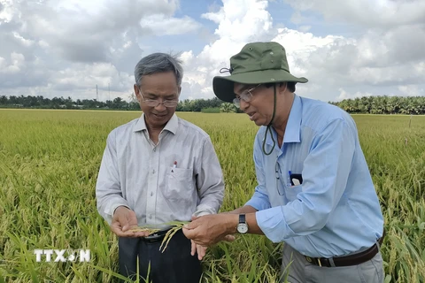 Thầy Huỳnh Quang Tín hướng dẫn nông dân lựa chọn lúa giống. (Ảnh: Huỳnh Phúc Hậu/ TTXVN) 