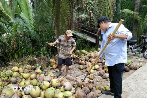 Nông dân Bến Tre thu hoạch dừa khô nguyên liệu. (Ảnh: Công Trí/TTXVN) 