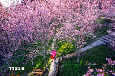Sắc hoa rực rỡ tại Khu Du lịch Pha Đin Top trên đèo Pha Đin. (Ảnh: Quang Quyết/TTXVN)