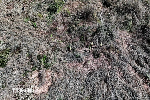 Hiện trường vụ phá rừng trên lâm phần được giao cho Ban Quản lý Rừng phòng hộ Đắk R’măng (trực thuộc Sở Nông nghiệp và Phát triển Nông thôn Đắk Nông). (Ảnh: TTXVN phát)