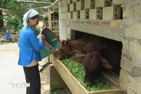 Nuôi bò thịt xóa đói giảm nghèo tại hộ gia đình chị Sùng Thị Hoa, xã Bản Mế, huyện Si Mai Ca, tỉnh Lào Cai. (Ảnh: TTXVN phát)