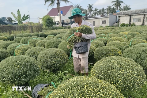 Chuẩn bị giao hoa cúc mâm xôi cho thương lái tại huyện Chợ Lách (Bến Tre). (Ảnh: Huỳnh Phúc Hậu/TTXVN)