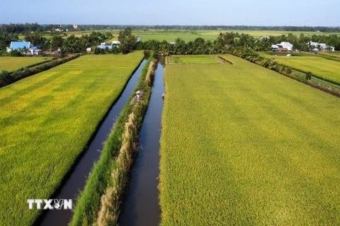 Thắng lợi kép từ vụ lúa-tôm, nông dân Kiên Giang phấn khởi