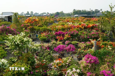 Vườn hoa giấy của anh Võ Thành Hiệp ở xã Tân Dương (Lai Vung, Đồng Tháp). (Ảnh: Nhựt An/TTXVN)