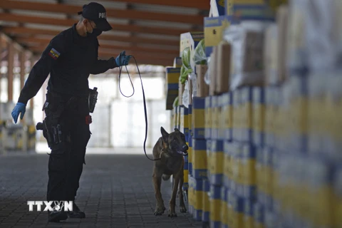 Cảnh sát Eucador kiểm tra số ma túy được giấu trong các hộp chuối tại cảng Guayaquil. (Ảnh: AFP/TTXVN)