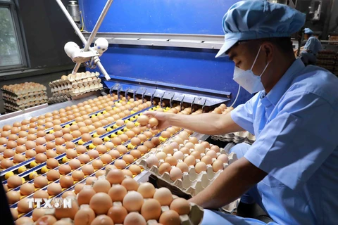 Phân loại sản phẩm trứng gà tại nhà máy trứng gia cầm của Công ty trách nhiệm hữu hạn một thành viên Hòa Phát Phú Thọ. (Ảnh: Vũ Sinh/TTXVN)