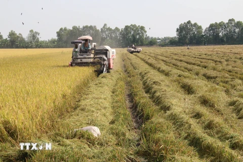 Thu hoạch lúa Đông Xuân ở Hợp tác xã nông nghiệp Mỹ Thành Nam, tỉnh Tiền Giang. (Ảnh: Minh Trí/ TTXVN)