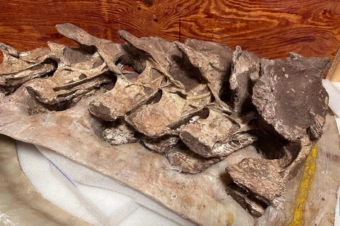 Hóa thạch xương khủng long niên đại 90 triệu năm trước được phát hiện tại Trung Quốc. (Nguồn: Xinhua)