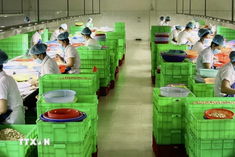 Chế biến hạt điều phục vụ cho xuất khẩu tại Bình Phước. (Ảnh: Hồng Nhung/TTXVN)
