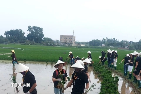 Một ngày làm nông dân ở Làng cổ Đường Lâm 