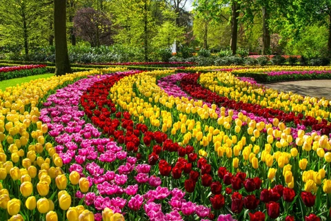 Hoa tulip ở Keukenhof, Hà Lan. (Ảnh: Shutterstock)