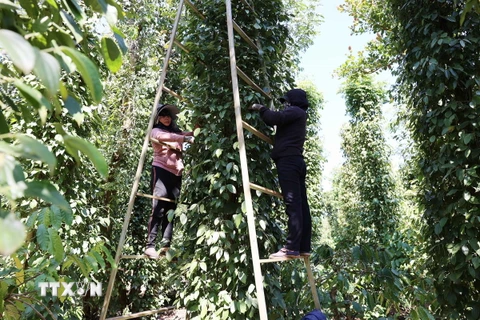 Thu hoạch hồ tiêu. (Ảnh: Hoài Thu/TTXVN)