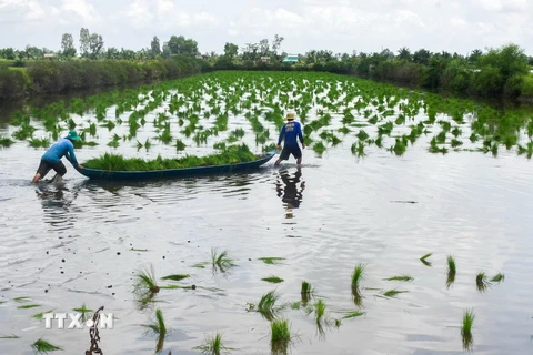 Nông dân tỉnh Cà Mau xuống giống vụ lúa trên đất nuôi tôm. (Ảnh: Huỳnh Anh/ TTXVN)