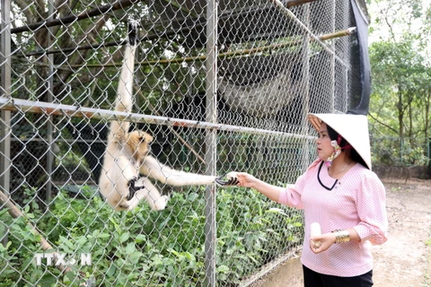 Vượn được nuôi dưỡng tại Trung tâm cứu hộ động vật hoang dã Vườn Quốc gia U Minh Thượng, tỉnh Kiên Giang. (Ảnh: Lê Sen/TTXVN)