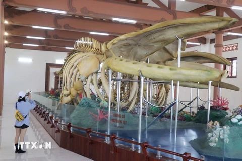 Hai bộ xương cá Voi có chiều dài trên 22m và 18m được phục dựng phục vụ du khách tham quan ở huyện đảo Lý Sơn. (Ảnh: Phạm Cường/TTXVN)