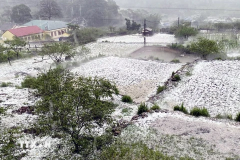 Trận mưa đá tại xã Lóng Luông, huyện Vân Hồ, tỉnh Sơn La gây thiệt hại lớn đến hoa màu của nhân dân. (Ảnh: TTXVN phát)