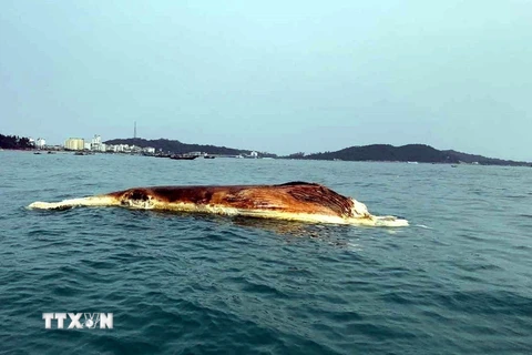 Xác cá voi nặng khoảng 10 tấn trôi dạt vào vùng biển Cô Tô. (Ảnh: TTXVN phát)
