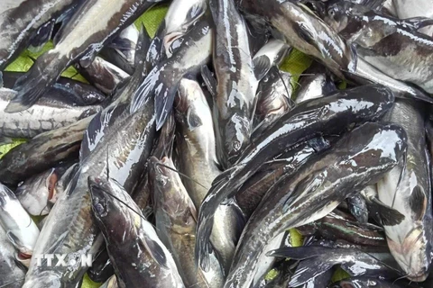 Hàng chục lồng cá nuôi trên sông Mã của 22 hộ dân bị chết, thiệt hại gần 2 tấn cá. (Ảnh: TTXVN phát)