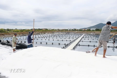 Ước tính cả phường Ninh Diêm, thị xã Ninh Hòa (Khánh Hòa) còn khoảng 2.000 tấn muối chưa bán được khiến diêm dân gặp nhiều khó khăn. (Ảnh: Đặng Tuấn/ TTXVN)