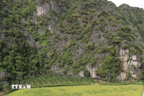 Độc đáo bức tranh bằng lúa "Mục đồng thổi sáo" ở Ninh Bình
