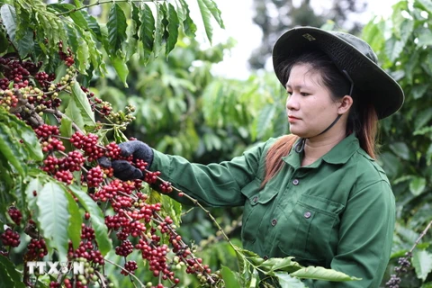 Công nhân Công ty trách nhiệm hữu hạn sản xuất và thương mại Vương Thành Công (Đắk Lắk) thu hoạch càphê. (Ảnh: Tuấn Anh/TTXVN)