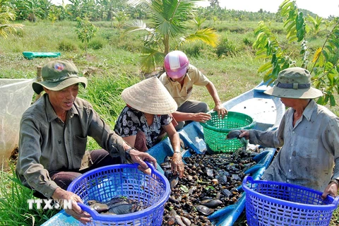 Người dân huyện U Minh (Cà Mau) thu hoạch cá đồng. (Ảnh: TTXVN phát)