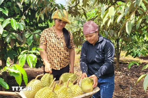 Thu hoạch sầu riêng trồng theo tiêu chuẩn VietGAP tại xã Ia Mơ Nông (Chư Păh, Gia Lai). (Ảnh: Hoài Nam/TTXVN)