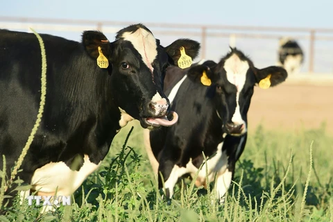 Bò sữa được nuôi tại trang trại ở Porterville, California, Mỹ. (Nguồn: AFP/TTXVN)