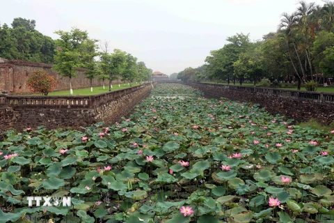 Hoa sen bung nở ở quanh khu vực Đại Nội, cố đô Huế. (Ảnh: Đỗ Trưởng/TTXVN)