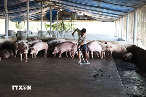 Vệ sinh chuồng trại chăn nuôi heo ở huyện Trảng Bom, tỉnh Đồng Nai. (Ảnh: Hồng Đạt/ TTXVN)