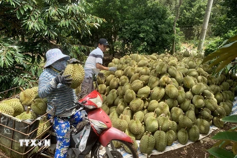 Thu hoạch sầu riêng sản xuất theo hướng hữu cơ. (Ảnh: Hồng Đạt/TTXVN)