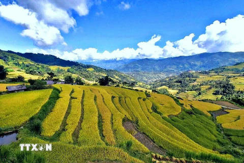 Ruộng bậc thang ở Tả Sử Choóng, huyện Hoàng Su Phì (Hà Giang). (Ảnh: Nguyễn Chiến/TTXVN)