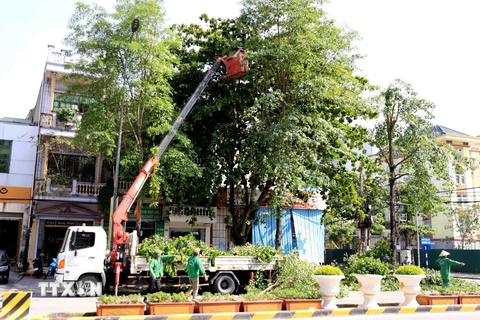 Nhân viên Công ty Cổ phần Môi trường và Công trình đô thị tỉnh Thái Bình cắt tỉa cây tại địa bàn thành phố để phòng chống bão số 3. (Ảnh: Thế Duyệt/TTXVN)