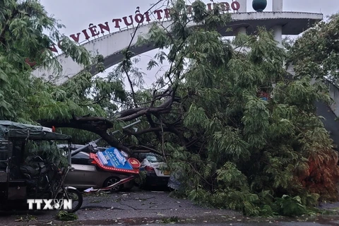 Cây gãy đổ đè bẹp nhiều ôtô tại bãi đỗ xe trước Công viên Tuổi trẻ. (Ảnh: Phương Anh/TTXVN)