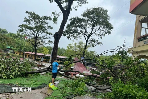 Trường THPT Lý Thường Kiệt (quận Long Biên) bị thiệt hại nặng nề khi gãy đổ hơn chục cây xanh. (Ảnh: TTXVN phát)