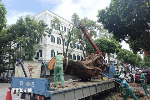 Công nhân Công ty Công viên Cây xanh Đà Nẵng thu gọn cây lớn bị gãy đổ trên phố Ngô Quyền, quận Hoàn Kiếm. (Ảnh: Phạm Hậu/ TTXVN)